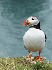 Puffin on the Latrabjarg cliffs,West Fjords, Iceland