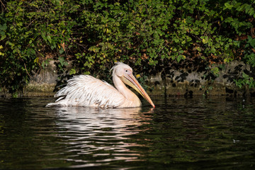 Rosa Pelikan - Pelecanus onocrotalus