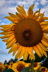 Sunflower and blue sky on a sunny day