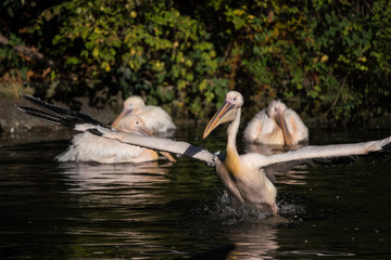 Rosa Pelikan - Pelecanus onocrotalus