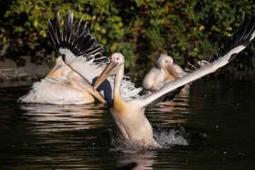Rosa Pelikan - Pelecanus onocrotalus