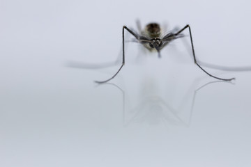 Anopheles sp. is a species of mosquito in the order Diptera, Anopheles sp. in the water for education.