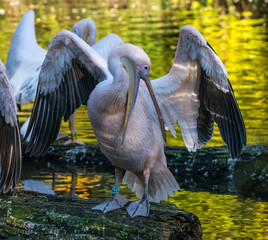 Rosa Pelikan - Pelecanus onocrotalus