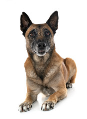 malinois in studio