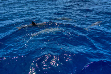 Obraz premium Teneriffa