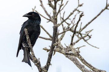 Spangled drongo bird
