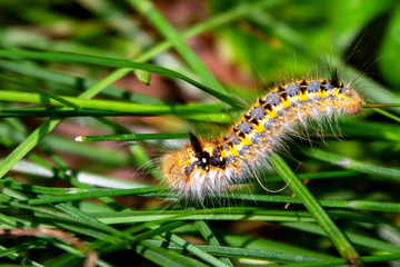 Raupe