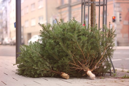 Discarded christmas trees after the Holiday on the sidewalk.