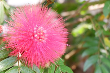 colourful flower background