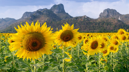 Sunflower field with mountain background