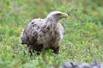 White tailed eagle