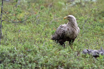 White tailed eagle