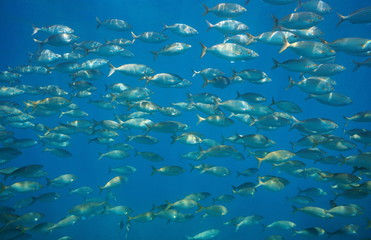 Fototapeta na wymiar Fish school salema porgy, Sarpa salpa, underwater in the Mediterranean sea, Medes Islands, Costa Brava, Spain