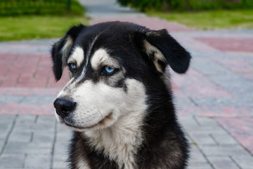 Naklejka na ściany i meble Stray dog breed husky with blue eyes black and white sitting on the pavement in the summer 