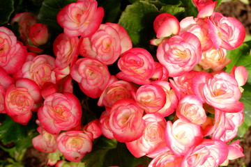 beautiful begonia flower in garden
