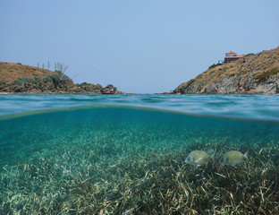 Mediterranean sea rocky coast with tourists in summer and Posidonia grass with fish underwater, split view half above and below water surface, Spain, Cadaques, Portlligat, Costa Brava, Catalonia