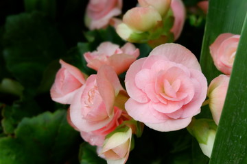 beautiful flower bouquet background