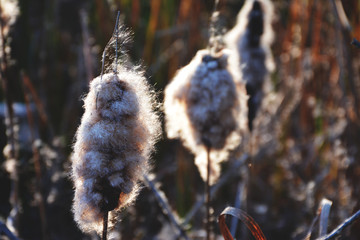 Indian summer. Beautiful nature in the Carpathians. Lake Synevyr