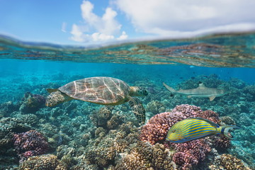 a green turtle on a coral reef with fish underwater and blue sky with cloud, split view above and below water surface, Bora Bora, French Polynesia, south Pacific ocean