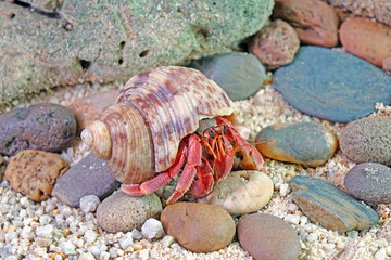 Hermit crab in nature, Selective focus , blurred background
