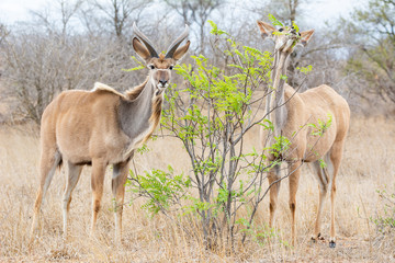 Naklejka na ściany i meble Kudu Antelope Pair