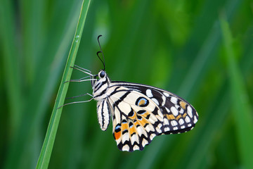 Papilio demoleus known as the common lime butterfly, lemon butterfly, lime swallowtail, small citrus butterfly, chequered swallowtail, dingy swallowtail and citrus swallowtail. Selective focus.