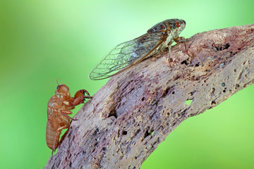 Cicada in tropical rainforest. Selective focus, blurred nature background.
