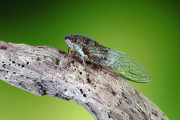 Cicada in tropical rainforest. Selective focus, blurred nature background.