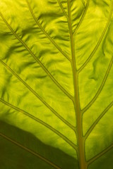 close up green leaf background