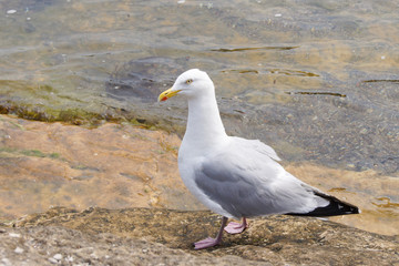 Seagull on a rock