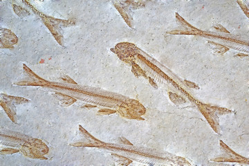 Fossil : Lycoptera Fish fossil from Liaoxi China, its lived from the late Jurassic to Cretaceous periods in present-day in China © Cheattha