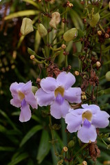 colourful flower background
