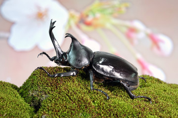 Japanese rhinoceros beetle (Allomyrina dichotoma) or Japanese horn beetle (or Kabutomushi, Kabuto meaning is Japanese's Samuai helmet, and Mushi is Insect) in spring. Exotic pets. Selective focus