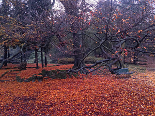 The park of the "Estensi" gardens of Varese in a gray Autumn day