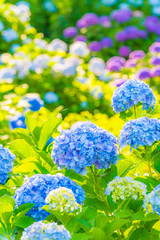 神奈川県小田原市 小田原城あじさい花菖蒲まつり2018