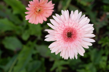 close up beautiful white flower