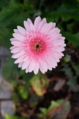 Obraz premium close up beautiful pink flower in garden