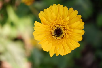 close up beautiful orange flower