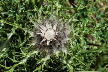 fiore cardo a forma di stella