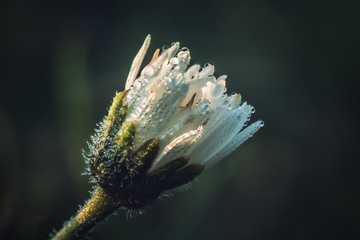 Close-up macro photo of a white wildflower with water drops