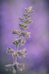 Obraz premium Close-up detailed photo of a purple Meadow sage (Salvia pratensis) wildflower. Soft focus, pastel colors, warm tones.