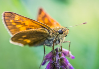 Fototapeta na wymiar Close-up detailed photo of an orange colored butterfly on a purple wildflower