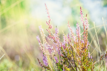 Obraz premium Summer meadow, green grass field with Common heather (Calluna vulgaris, ling) wildflower