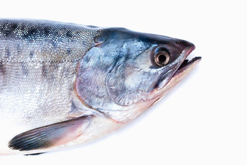 fish head on white background
