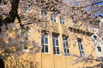 Fototapeta na wymiar 桜と建物