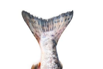 fish tail on white background - obrazy, fototapety, plakaty