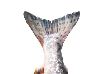 Foto op geborsteld aluminium Vis vissenstaart op witte achtergrond
