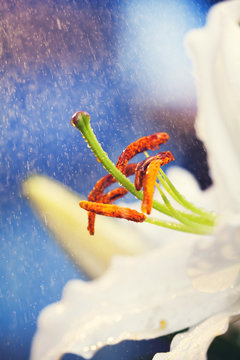 Lily and water drops close-up