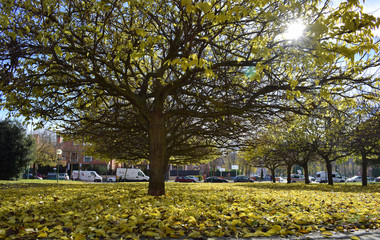 Parques en un día de otoño con sol. 
