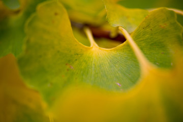Autumn colours and leaves gingko biloba